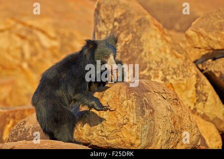 Asia, India, Karnataka, Sandur Mountain Range, Sloth bear (Melursus ursinus), Foto Stock