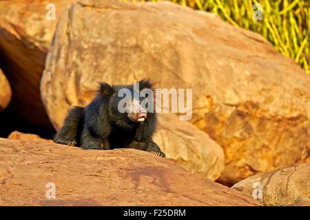 Asia, India, Karnataka, Sandur Mountain Range, Sloth bear (Melursus ursinus), Foto Stock