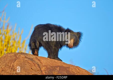 Asia, India, Karnataka, Sandur Mountain Range, Sloth bear (Melursus ursinus), Foto Stock