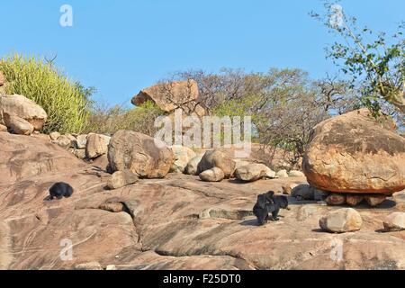 Asia, India, Karnataka, Sandur Mountain Range, Sloth bear (Melursus ursinus), Foto Stock