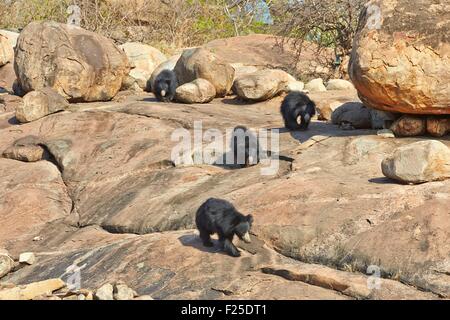 Asia, India, Karnataka, Sandur Mountain Range, Sloth bear (Melursus ursinus), Foto Stock