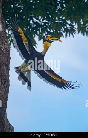 India, Tamil Nadu, Anaimalai Mountain Range (Nilgiri Hills), grande hornbill (Buceros simum) noto anche come il grande hornbill indiano o grande pied hornbill Foto Stock