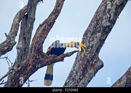 India, Tamil Nadu, Anaimalai Mountain Range (Nilgiri Hills), grande hornbill (Buceros simum) noto anche come il grande hornbill indiano o grande pied hornbill Foto Stock