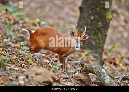 India, Tamil Nadu, Anaimalai Mountain Range (Nilgiri Hills), muntjac indiano (Muntiacus muntjak) o rosso muntjac, [Comuni muntjac o Barking cervo maschio adulto Foto Stock