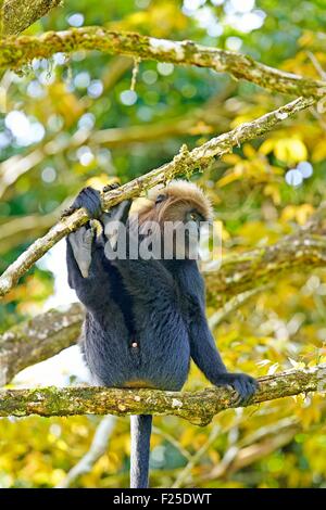 India, Tamil Nadu, Anaimalai Mountain Range (Nilgiri Hills), Nilgiri Langur (Trachypithecus johnii) Foto Stock