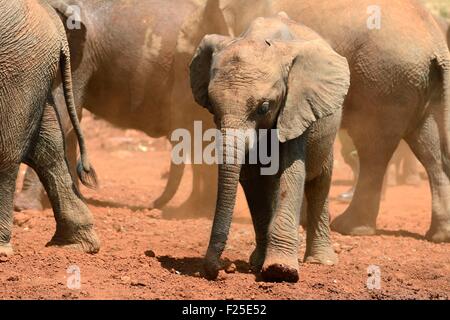 Kenya, Nairobi, Sheldrick l'Orfanotrofio degli Elefanti Foto Stock