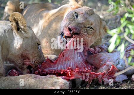 Kenya, riserva Masai Mara, Lion (Panthera leo) mangiando una zebra Giovani leoni Foto Stock