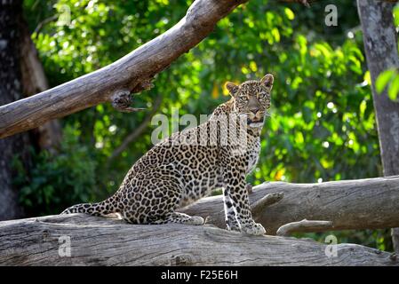 Kenya, riserva Masai Mara, Leopard (Panthera pardus), femmina sul belvedere nel bosco su un albero morto Foto Stock