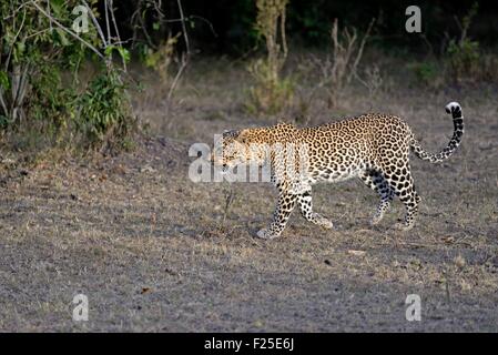 Kenya, riserva Masai Mara, Leopard (Panthera pardus), femmina che viaggiano in foresta Foto Stock