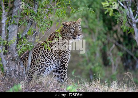 Kenya, riserva Masai Mara, Leopard (Panthera pardus), femmina sul belvedere nel bosco Foto Stock