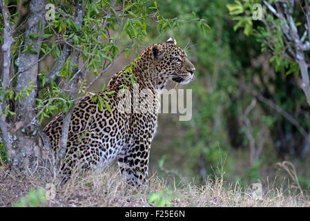 Kenya, riserva Masai Mara, Leopard (Panthera pardus), femmina sul belvedere nel bosco Foto Stock