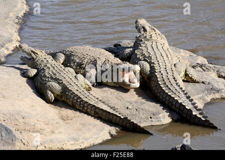 Kenya, riserva Masai Mara, coccodrilli del Nilo (Crocodylus niloticus) su una banca del fiume di Mara Foto Stock