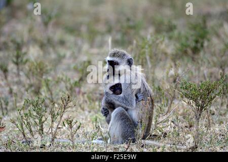 Kenya, riserva Masai Mara, vervet monkey (Chlorocebus pygerythrus) proteggendo la sua giovane contro di lui Foto Stock