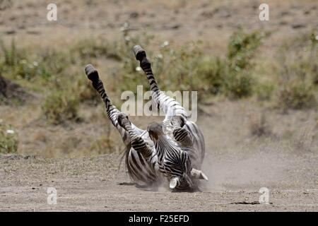 Kenya, riserva Masai Mara, pianure zebre (Equus burchelli) è rouant in polvere sul terreno Foto Stock