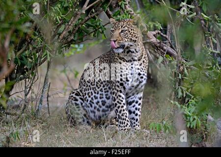 Kenya, riserva Masai Mara, Leopard (Panthera pardus), femmina sul belvedere nel bosco Foto Stock