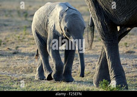 Kenya, riserva Masai Mara, giovani savana africana elefante africano (Loxodonta africana) camminare dietro sua madre Foto Stock