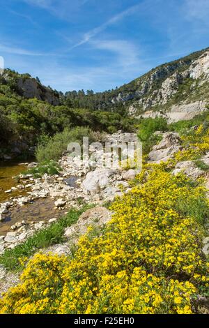 Francia, Aude, tra i villaggi di Camplong d'Aude e Montlaur, Metalline il torrente scorre lungo le Gorges du Congoust che ricevono acqua da rocce calcaree di Alarico mountain Foto Stock