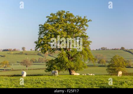 Francia, Saône et Loire, il paesaggio agricolo vicino Anzy le Duc, Brionnais Foto Stock