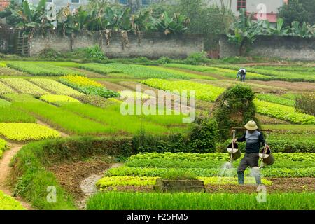 Il Vietnam, intorno a Hanoi, orti Foto Stock