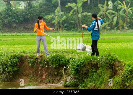 Il Vietnam, intorno a Hanoi, orti Foto Stock