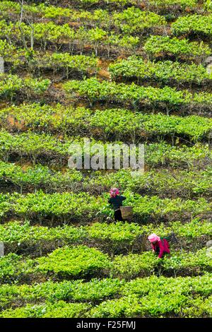 Il Vietnam, Yen Bai provincia, Van Chan distretto, Gia Hoi, le piantagioni di tè Foto Stock