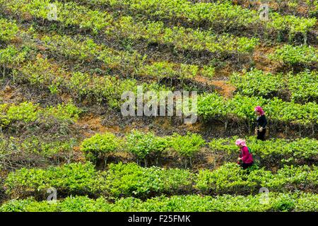 Il Vietnam, Yen Bai provincia, Van Chan distretto, Gia Hoi, le piantagioni di tè Foto Stock