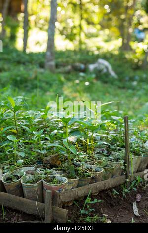 Indonesia, isole Sunda, Lombok, WWF Nuovo Progetto Trees, vivaio Foto Stock