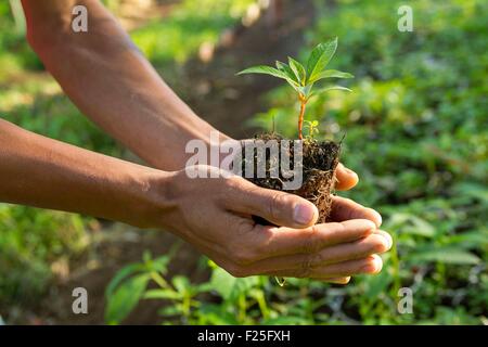 Indonesia, isole Sunda, Lombok, WWF Nuovo Progetto Trees, abitante prendendo cura degli alberi nel vivaio Foto Stock