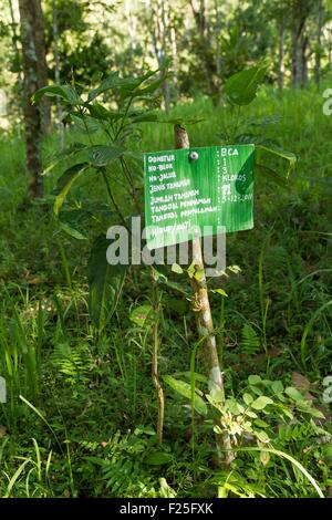 Indonesia, isole Sunda, Lombok, WWF Nuovo Progetto Trees, albero piantato in Gunung Rinjani National Park Foto Stock