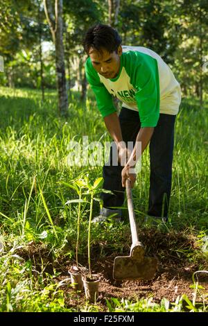 Indonesia, isole Sunda, Lombok, WWF Nuovo Progetto Trees, abitante di piantare un albero in Gunung Rinjani National Park Foto Stock