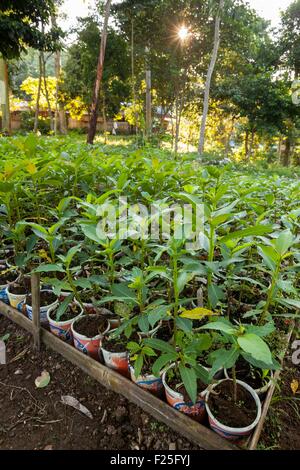 Indonesia, isole Sunda, Lombok, WWF Nuovo Progetto Trees, vivaio Foto Stock