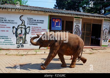 Sri Lanka, Ceylon, Nord provincia centrale, Orfanotrofio degli Elefanti di Pinnawela