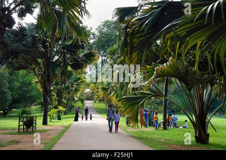 Sri Lanka, centro provincia, Kandy, Peradeniya Giardino Botanico, vicolo rivestiti di Coco de Mer o di cocco di mare (Lodoicea maldivica) Foto Stock