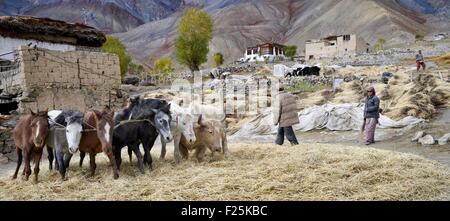 India, dello Stato del Jammu e Kashmir, Himalaya, Ladakh e Zanskar, orzo di trebbiatura con cavalli e yak nella Gongma villaggio nei pressi di Skyumpata Foto Stock