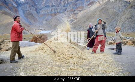 India, dello Stato del Jammu e Kashmir, Himalaya, Ladakh e Zanskar, vento di spulatura orzo in Gongma villaggio nei pressi di Skyumpata Foto Stock