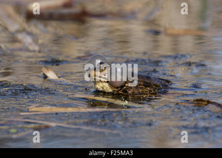 Un maschio di rana di palude visualizzazione nella stagione della riproduzione. Foto Stock