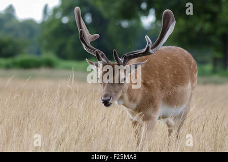 Daini buck (Dama Dama) crescente velvet palchi in estate Foto Stock