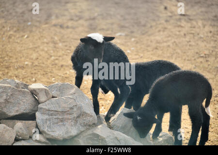 Tre piccoli agnelli salire sulla montagna Foto Stock