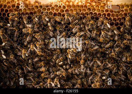 Api lavorare sul telaio di apicoltura, il miele è visibile nelle cellule Foto Stock
