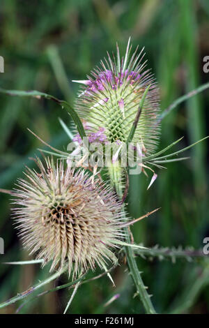 Close-up, foto macro di due teste teasel, presa in tarda estate. Foto Stock