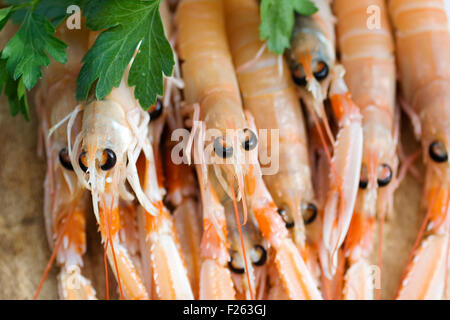 Close up di scampi freschi Foto Stock