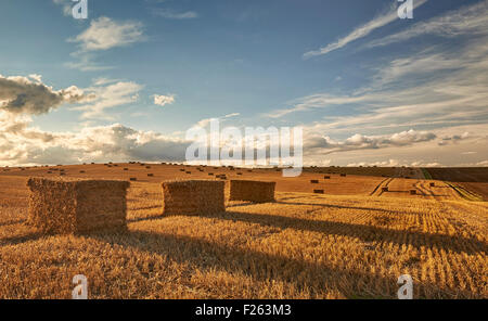 Balle di fieno nella tarda estate Sun Foto Stock