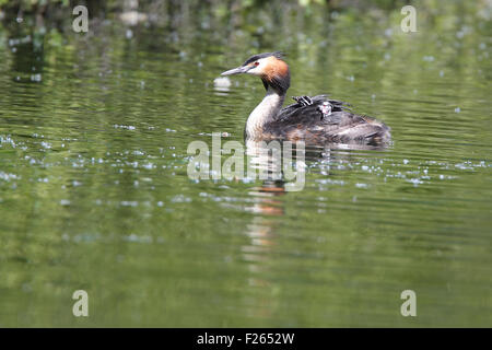 Svasso maggiore (Podiceps cristatus), adulto di portare due pulcini, Drift serbatoio, Cornwall, Inghilterra, Regno Unito. Foto Stock