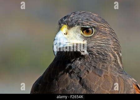 La Harris Hawk Close up Foto Stock