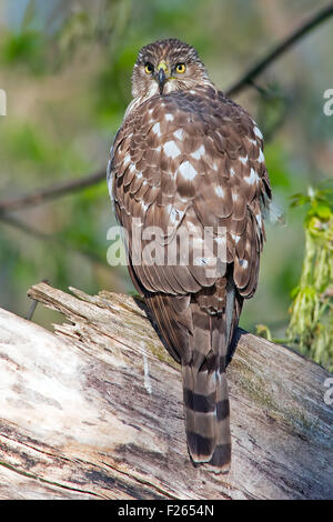 Red-tailed Hawk sul ramo Foto Stock