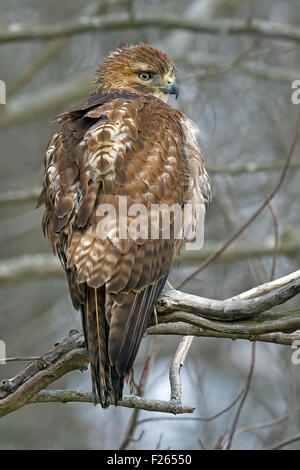 Red-tailed Hawk sul ramo Foto Stock