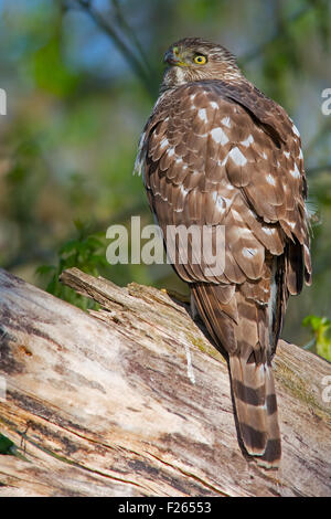 Red-tailed Hawk sul ramo Foto Stock