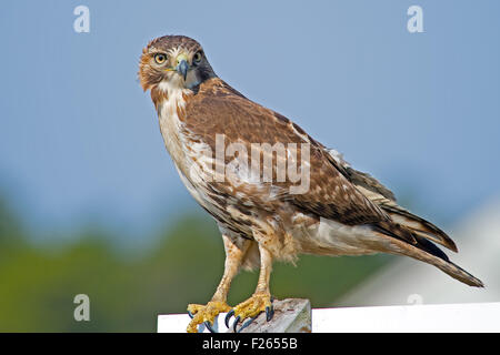 Red-tailed hawk in piedi su un cartello stradale. Foto Stock