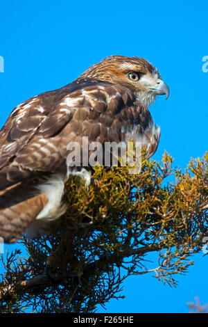 Red-tailed Hawk sul ramo Foto Stock