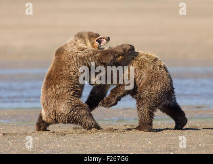 Orso grizzly Cubs giocare combattimenti Foto Stock